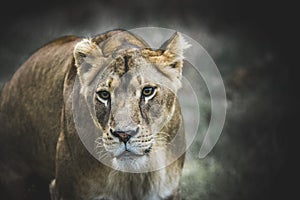 Lioness portrait photo