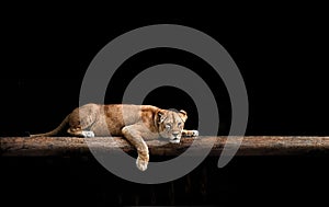 Lioness Portrait in the dark. Beautiful lioness lies and looks at the camera, the hunter is resting