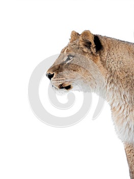 Lioness portrait isolated on white