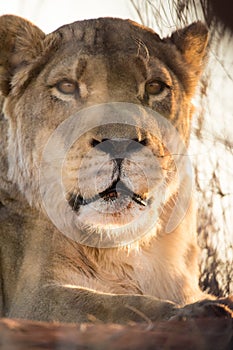 Lioness portrait, Kalahari desert, Namibia