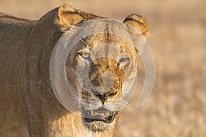 Lioness portrait