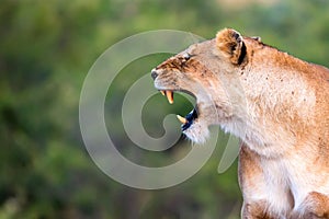 Lioness portrait with opened mouth in the Masai Mara national park, Kenya. Animal wildlife