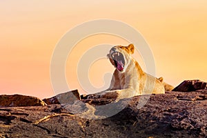 Lioness portrait with opened mouth in the Masai Mara national park, Kenya during sunset. Animal wildlife