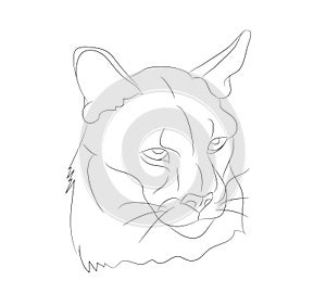 Lioness portrait vector illustration, lines drawin