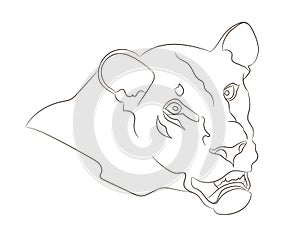 Lioness portrait vector illustration, lines drawin