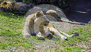 Lioness predator the big cat canine tooth