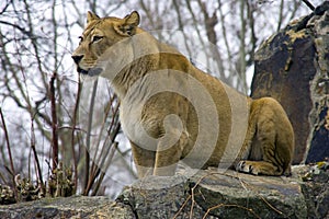 Lioness predator pride savanna Africa panther