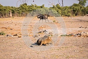 A lioness preparing for an attack