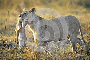 Lioness with prey.