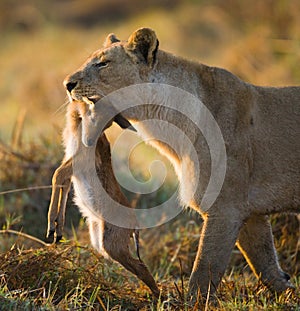 Lioness with prey. Botswana. Okavango Delta.