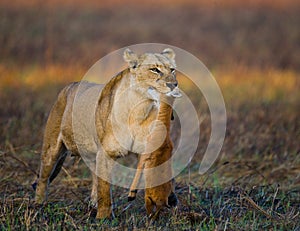 Lioness with prey. Botswana. Okavango Delta.
