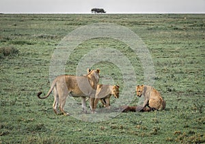 A lioness with prey teaching her cubs to hunt on the African savanna.