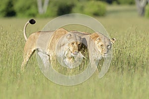 Lioness in pride greeting each other