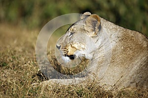 Lioness in Profile