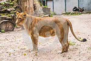 Lioness profile portrait, face of a female lion Panthera leo.