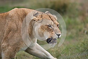 Lioness on the prowl, South Africa