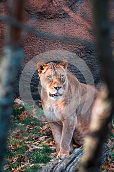 Lioness prowling around an enclosure