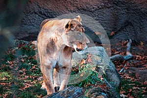 Lioness prowling around an enclosure at the John Ball Zoo