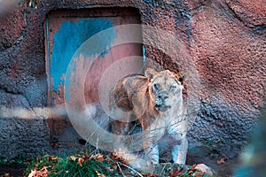 Lioness prowling around an enclosure at the John Ball Zoo in Grand Rapids Michigan during the fall