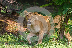 Lioness prowling and gazing at camera