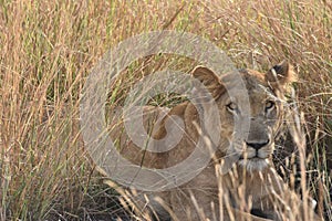 Lioness in Queen Elizabeth National Park, Uganda