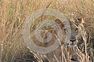 Lioness in Queen Elizabeth National Park, Uganda photo