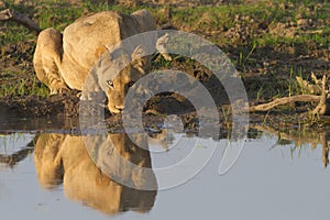 Lioness reflection