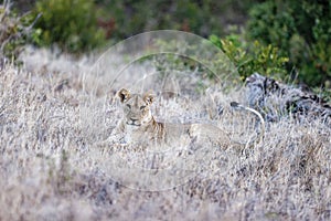 Lioness relaxing on the long dry grass wagging her tail in Lewa Wildlife Conservancy, Kenya