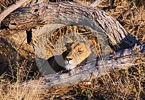 Lioness Resting