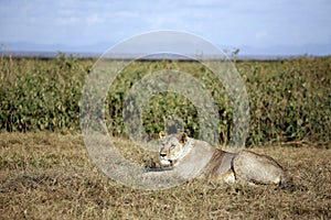 Lioness Resting