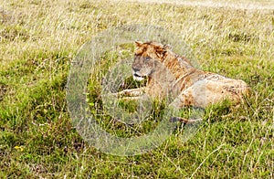 Lioness resting