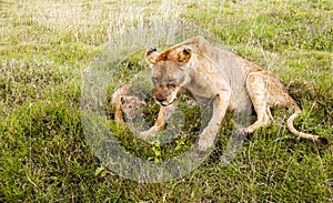 Lioness resting