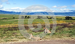 Lioness resting