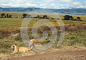 Lioness resting