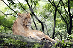 Lioness resting on a big rock