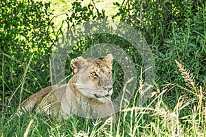 Lioness resting in the bushes in the Maasai Mara national park with lots of flies covering it (Kenya)