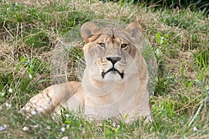 A lioness resting on the grass