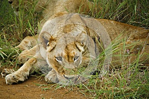 Lioness resting in grass