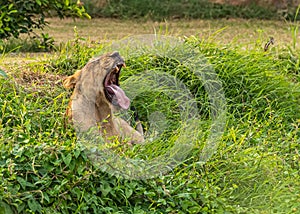 Lioness resting on grass in woods