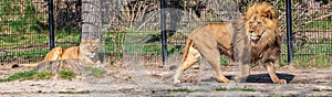 lioness is resting on the ground while a lion walks by in a zoo called safari park Beekse Bergen in Hilvarenbeek