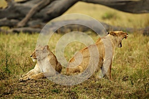 Lioness resting on a hillock, Masai Mara