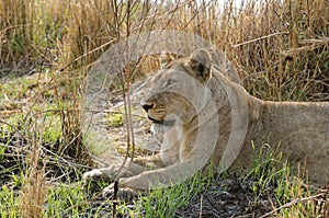 Lioness resting in the Kafue national park in Zambia.