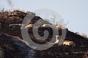 Lioness Resting on Lion's Rock