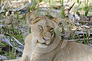 Lioness resting Selous Tanzania photo