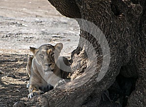 A lioness resting in the shadow of a huge tree in Gir, Gujrat, India.