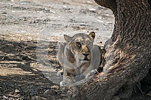 A lioness resting in the shadow of a huge tree in Gir, Gujrat, India.