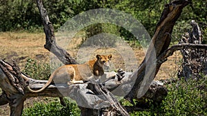Lioness resting in the sun