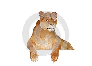 Lioness resting, vector image in realistic style