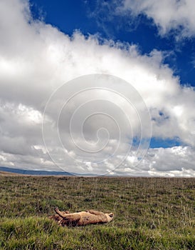Lioness resting in vertical