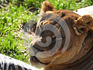 Lioness rests in the hot sunshine in zoo environment